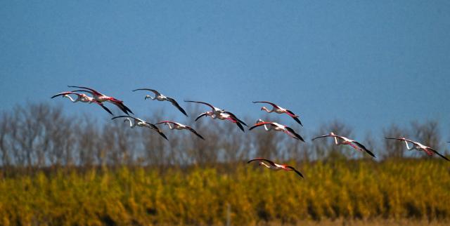 (251209) -- BEIJING, Dec. 9, 2025 (Xinhua) -- This photo taken on Dec. 8, 2025 shows flamingos flying over Tiaozini wetland in Dongtai of Yancheng City, east China's Jiangsu Province.
  Recently a flock of flamingos arrived at the wetland to overwinter. Flamingos have been wintering here for 11 consecutive years since 2015. (Photo by Sun Jialu/Xinhua)