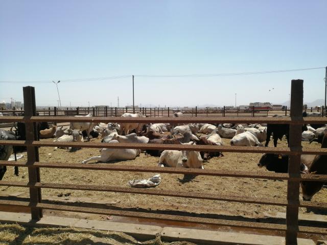 (251209) -- KHARTOUM, Dec. 9, 2025 (Xinhua) -- This photo taken on Nov. 9, 2025 shows livestock awaiting export in the city of Port Sudan in Sudan. TO GO WITH "Feature: Sudanese herders struggle to safeguard livestock amid devastating war" (Photo by Urqia Elzaki/Xinhua)