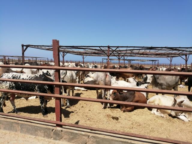 (251209) -- KHARTOUM, Dec. 9, 2025 (Xinhua) -- This photo taken on Nov. 9, 2025 shows livestock awaiting export in the city of Port Sudan in Sudan. TO GO WITH "Feature: Sudanese herders struggle to safeguard livestock amid devastating war" (Photo by Urqia Elzaki/Xinhua)