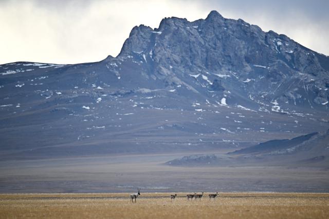 (251211) -- RUOQIANG, Dec. 11, 2025 (Xinhua) -- Tibetan antelopes forage at the Altun Mountains National Nature Reserve in northwest China's Xinjiang Uygur Autonomous Region, Dec. 5, 2025.
  Winter is the mating season for Tibetan antelopes, which enjoy first-class state protection in China, and are mostly found in the Xizang Autonomous Region, Qinghai Province and the Xinjiang Uygur Autonomous Region. (Xinhua/Xin Yuewei)