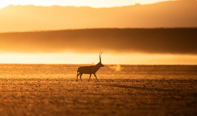 (251211) -- LHASA, Dec. 11, 2025 (Xinhua) -- A Tibetan antelope is pictured at the Changtang National Nature Reserve in southwest China's Xizang Autonomous Region, Dec. 4, 2025.
  Winter is the mating season for Tibetan antelopes, which enjoy first-class state protection in China, and are mostly found in the Xizang Autonomous Region, Qinghai Province and the Xinjiang Uygur Autonomous Region. (Xinhua/Guo Yu)