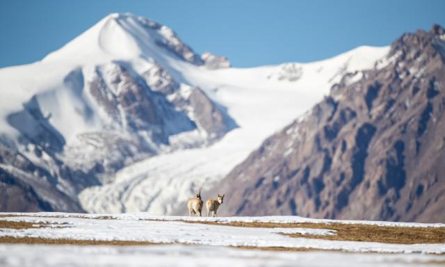 (251211) -- LHASA, Dec. 11, 2025 (Xinhua) -- Tibetan antelopes are pictured at the Changtang National Nature Reserve in southwest China's Xizang Autonomous Region, Nov. 30, 2025.
  Winter is the mating season for Tibetan antelopes, which enjoy first-class state protection in China, and are mostly found in the Xizang Autonomous Region, Qinghai Province and the Xinjiang Uygur Autonomous Region. (Xinhua/Guo Yu)