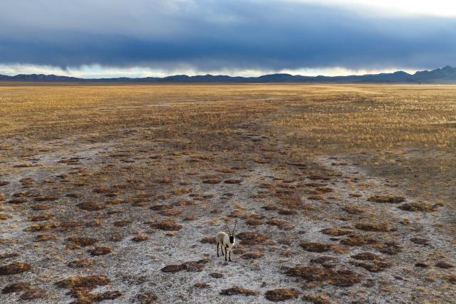 (251211) -- RUOQIANG, Dec. 11, 2025 (Xinhua) -- A drone photo shows a Tibetan antelope foraging at the Altun Mountains National Nature Reserve in northwest China's Xinjiang Uygur Autonomous Region, Dec. 5, 2025.
  Winter is the mating season for Tibetan antelopes, which enjoy first-class state protection in China, and are mostly found in the Xizang Autonomous Region, Qinghai Province and the Xinjiang Uygur Autonomous Region. (Xinhua/Xin Yuewei)