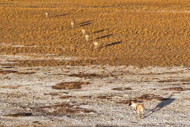 (251211) -- RUOQIANG, Dec. 11, 2025 (Xinhua) -- A drone photo shows Tibetan antelopes foraging at the Altun Mountains National Nature Reserve in northwest China's Xinjiang Uygur Autonomous Region, Dec. 7, 2025.
  Winter is the mating season for Tibetan antelopes, which enjoy first-class state protection in China, and are mostly found in the Xizang Autonomous Region, Qinghai Province and the Xinjiang Uygur Autonomous Region. (Xinhua/Xin Yuewei)
