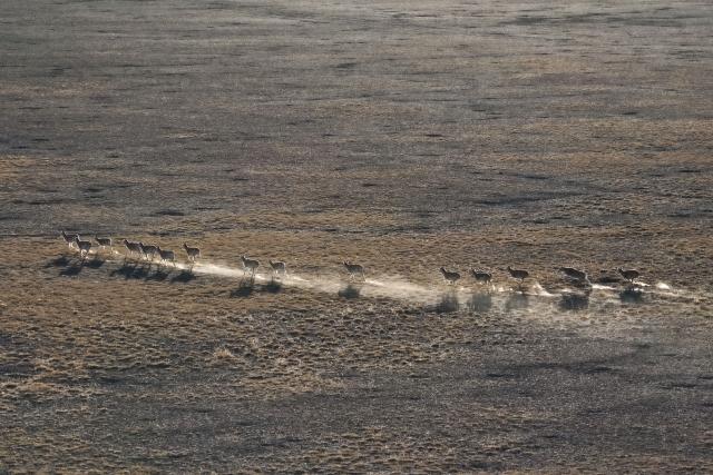 (251211) -- RUOQIANG, Dec. 11, 2025 (Xinhua) -- A drone photo shows Tibetan antelopes galloping at the Altun Mountains National Nature Reserve in northwest China's Xinjiang Uygur Autonomous Region, Dec. 7, 2025.
  Winter is the mating season for Tibetan antelopes, which enjoy first-class state protection in China, and are mostly found in the Xizang Autonomous Region, Qinghai Province and the Xinjiang Uygur Autonomous Region. (Xinhua/Xin Yuewei)