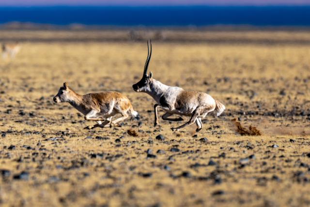 (251211) -- LHASA, Dec. 11, 2025 (Xinhua) -- A male Tibetan antelope chases a female one at the Changtang National Nature Reserve in southwest China's Xizang Autonomous Region, Dec. 3, 2025.
  Winter is the mating season for Tibetan antelopes, which enjoy first-class state protection in China, and are mostly found in the Xizang Autonomous Region, Qinghai Province and the Xinjiang Uygur Autonomous Region. (Xinhua/Jiang Fan)