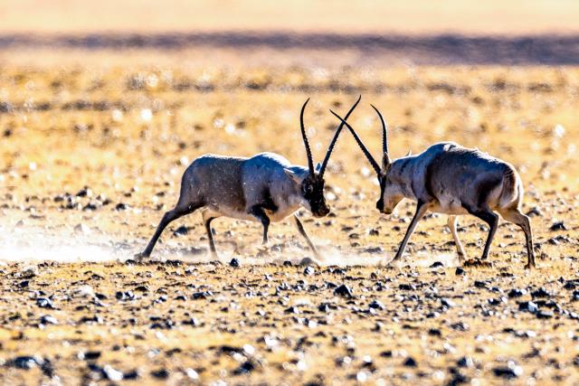 (251211) -- LHASA, Dec. 11, 2025 (Xinhua) -- Two male Tibetan antelopes fight for mating at the Changtang National Nature Reserve in southwest China's Xizang Autonomous Region, Dec. 3, 2025.
  Winter is the mating season for Tibetan antelopes, which enjoy first-class state protection in China, and are mostly found in the Xizang Autonomous Region, Qinghai Province and the Xinjiang Uygur Autonomous Region. (Xinhua/Jiang Fan)