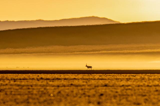 (251211) -- LHASA, Dec. 11, 2025 (Xinhua) -- A Tibetan antelope is pictured at the Changtang National Nature Reserve in southwest China's Xizang Autonomous Region, Dec. 4, 2025.
  Winter is the mating season for Tibetan antelopes, which enjoy first-class state protection in China, and are mostly found in the Xizang Autonomous Region, Qinghai Province and the Xinjiang Uygur Autonomous Region. (Xinhua/Jiang Fan)