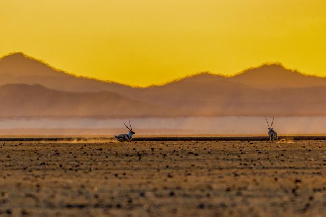 (251211) -- LHASA, Dec. 11, 2025 (Xinhua) -- Tibetan antelopes gallop at the Changtang National Nature Reserve in southwest China's Xizang Autonomous Region, Dec. 4, 2025.
  Winter is the mating season for Tibetan antelopes, which enjoy first-class state protection in China, and are mostly found in the Xizang Autonomous Region, Qinghai Province and the Xinjiang Uygur Autonomous Region. (Xinhua/Jiang Fan)