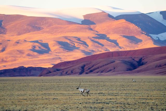 (251211) -- LHASA, Dec. 11, 2025 (Xinhua) -- A Tibetan antelope gallops at the Changtang National Nature Reserve in southwest China's Xizang Autonomous Region, Dec. 3, 2025.
  Winter is the mating season for Tibetan antelopes, which enjoy first-class state protection in China, and are mostly found in the Xizang Autonomous Region, Qinghai Province and the Xinjiang Uygur Autonomous Region. (Xinhua/Guo Yu)