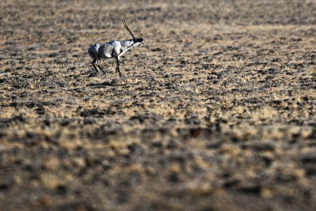 (251211) -- RUOQIANG, Dec. 11, 2025 (Xinhua) -- A Tibetan antelope is pictured at the Altun Mountains National Nature Reserve in northwest China's Xinjiang Uygur Autonomous Region, Dec. 9, 2025.
  Winter is the mating season for Tibetan antelopes, which enjoy first-class state protection in China, and are mostly found in the Xizang Autonomous Region, Qinghai Province and the Xinjiang Uygur Autonomous Region. (Xinhua/Xin Yuewei)