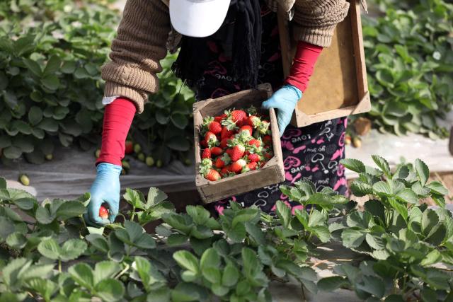 (251211) -- QALYUBIA, Dec. 11, 2025 (Xinhua) -- A woman picks strawberries at a farm in Qalyubia Governorate, Egypt, Dec. 11, 2025. (Xinhua/Ahmed Gomaa)