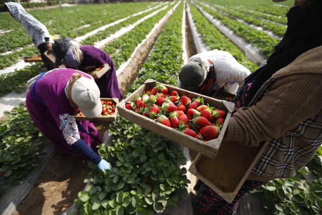 (251211) -- QALYUBIA, Dec. 11, 2025 (Xinhua) -- Farmers pick strawberries at a farm in Qalyubia Governorate, Egypt, Dec. 11, 2025. (Xinhua/Ahmed Gomaa)