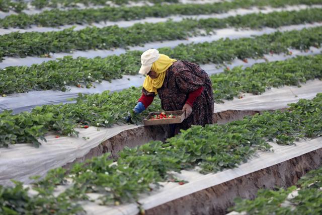 (251211) -- QALYUBIA, Dec. 11, 2025 (Xinhua) -- A woman picks strawberries at a farm in Qalyubia Governorate, Egypt, Dec. 11, 2025. (Xinhua/Ahmed Gomaa)