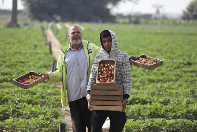 (251211) -- QALYUBIA, Dec. 11, 2025 (Xinhua) -- Farmers display newly-picked strawberries at a farm in Qalyubia Governorate, Egypt, Dec. 11, 2025. (Xinhua/Ahmed Gomaa)