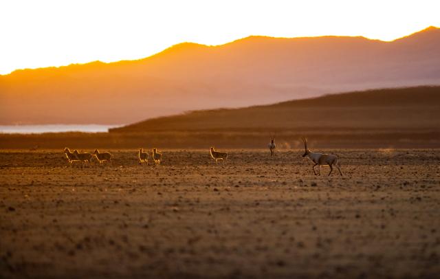 (251211) -- LHASA, Dec. 11, 2025 (Xinhua) -- Tibetan antelopes are pictured at the Changtang National Nature Reserve in southwest China's Xizang Autonomous Region, Dec. 4, 2025. Winter is the mating season for Tibetan antelopes, which enjoy first-class state protection in China, and are mostly found in the Xizang Autonomous Region, Qinghai Province and the Xinjiang Uygur Autonomous Region. (Xinhua/Guo Yu)