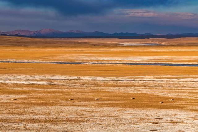 (251211) -- RUOQIANG, Dec. 11, 2025 (Xinhua) -- A drone photo shows Tibetan antelopes foraging at the Altun Mountains National Nature Reserve in northwest China's Xinjiang Uygur Autonomous Region, Dec. 7, 2025. Winter is the mating season for Tibetan antelopes, which enjoy first-class state protection in China, and are mostly found in the Xizang Autonomous Region, Qinghai Province and the Xinjiang Uygur Autonomous Region. (Xinhua/Xin Yuewei)