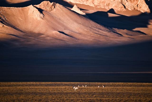 (251211) -- RUOQIANG, Dec. 11, 2025 (Xinhua) -- Tibetan antelopes forage at the Altun Mountains National Nature Reserve in northwest China's Xinjiang Uygur Autonomous Region, Dec. 6, 2025. Winter is the mating season for Tibetan antelopes, which enjoy first-class state protection in China, and are mostly found in the Xizang Autonomous Region, Qinghai Province and the Xinjiang Uygur Autonomous Region. (Xinhua/Xin Yuewei)