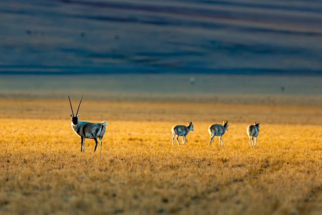 (251211) -- LHASA, Dec. 11, 2025 (Xinhua) -- Tibetan antelopes are pictured at the Changtang National Nature Reserve in southwest China's Xizang Autonomous Region, Dec. 2, 2025. Winter is the mating season for Tibetan antelopes, which enjoy first-class state protection in China, and are mostly found in the Xizang Autonomous Region, Qinghai Province and the Xinjiang Uygur Autonomous Region. (Xinhua/Jiang Fan)
