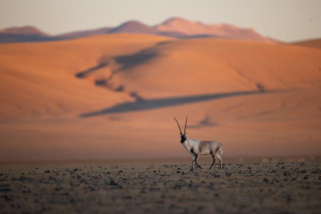 (251211) -- LHASA, Dec. 11, 2025 (Xinhua) -- A male Tibetan antelope is pictured at the Changtang National Nature Reserve in southwest China's Xizang Autonomous Region, Dec. 4, 2025. Winter is the mating season for Tibetan antelopes, which enjoy first-class state protection in China, and are mostly found in the Xizang Autonomous Region, Qinghai Province and the Xinjiang Uygur Autonomous Region. (Xinhua/Guo Yu)
