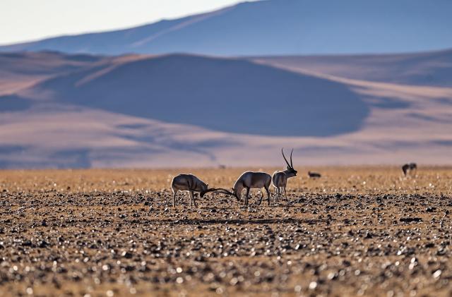 (251211) -- LHASA, Dec. 11, 2025 (Xinhua) -- Two male Tibetan antelopes fight at the Changtang National Nature Reserve in southwest China's Xizang Autonomous Region, Dec. 1, 2025. Winter is the mating season for Tibetan antelopes, which enjoy first-class state protection in China, and are mostly found in the Xizang Autonomous Region, Qinghai Province and the Xinjiang Uygur Autonomous Region. (Xinhua/Guo Yu)