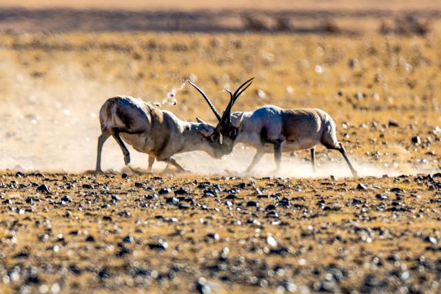 (251211) -- LHASA, Dec. 11, 2025 (Xinhua) -- Two male Tibetan antelopes fight at the Changtang National Nature Reserve in southwest China's Xizang Autonomous Region, Dec. 3, 2025. Winter is the mating season for Tibetan antelopes, which enjoy first-class state protection in China, and are mostly found in the Xizang Autonomous Region, Qinghai Province and the Xinjiang Uygur Autonomous Region. (Xinhua/Jiang Fan)