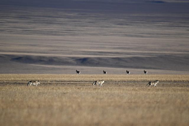 (251211) -- RUOQIANG, Dec. 11, 2025 (Xinhua) -- Wolves prepare to hunt Tibetan antelopes at the Altun Mountains National Nature Reserve in northwest China's Xinjiang Uygur Autonomous Region, Dec. 7, 2025. Winter is the mating season for Tibetan antelopes, which enjoy first-class state protection in China, and are mostly found in the Xizang Autonomous Region, Qinghai Province and the Xinjiang Uygur Autonomous Region. (Xinhua/Xin Yuewei)