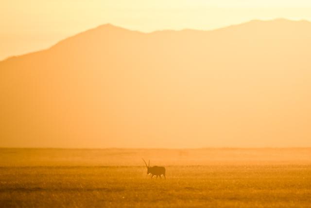 (251211) -- RUOQIANG, Dec. 11, 2025 (Xinhua) -- A male Tibetan antelope forages at the Altun Mountains National Nature Reserve in northwest China's Xinjiang Uygur Autonomous Region, Dec. 7, 2025. Winter is the mating season for Tibetan antelopes, which enjoy first-class state protection in China, and are mostly found in the Xizang Autonomous Region, Qinghai Province and the Xinjiang Uygur Autonomous Region. (Xinhua/Xin Yuewei)