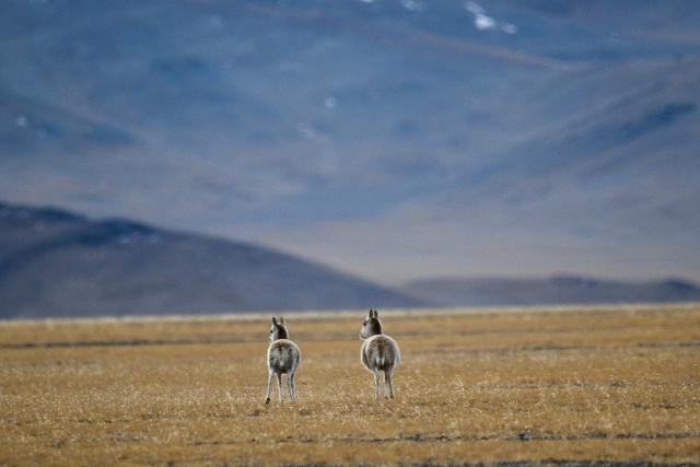 (251211) -- RUOQIANG, Dec. 11, 2025 (Xinhua) -- Female Tibetan antelopes forage at the Altun Mountains National Nature Reserve in northwest China's Xinjiang Uygur Autonomous Region, Dec. 5, 2025. Winter is the mating season for Tibetan antelopes, which enjoy first-class state protection in China, and are mostly found in the Xizang Autonomous Region, Qinghai Province and the Xinjiang Uygur Autonomous Region. (Xinhua/Xin Yuewei)