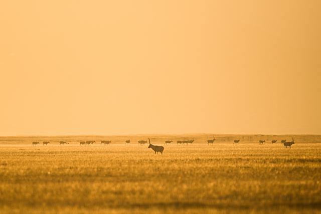(251211) -- RUOQIANG, Dec. 11, 2025 (Xinhua) -- A Tibetan antelope forages at the Altun Mountains National Nature Reserve in northwest China's Xinjiang Uygur Autonomous Region, Dec. 7, 2025. Winter is the mating season for Tibetan antelopes, which enjoy first-class state protection in China, and are mostly found in the Xizang Autonomous Region, Qinghai Province and the Xinjiang Uygur Autonomous Region. (Xinhua/Xin Yuewei)