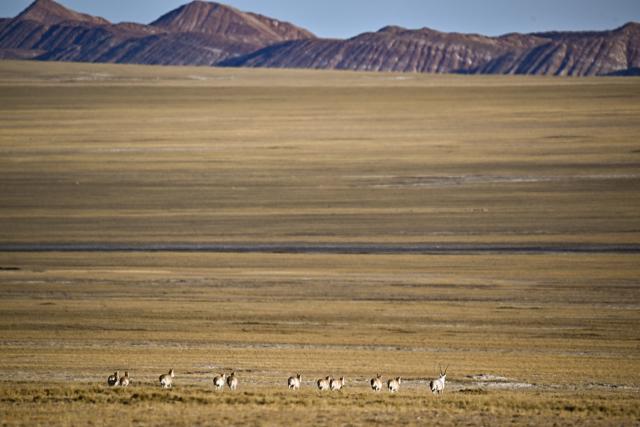 (251211) -- RUOQIANG, Dec. 11, 2025 (Xinhua) -- Tibetan antelopes forage at the Altun Mountains National Nature Reserve in northwest China's Xinjiang Uygur Autonomous Region, Dec. 6, 2025. Winter is the mating season for Tibetan antelopes, which enjoy first-class state protection in China, and are mostly found in the Xizang Autonomous Region, Qinghai Province and the Xinjiang Uygur Autonomous Region. (Xinhua/Xin Yuewei)