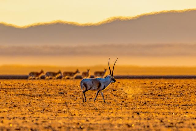 (251211) -- LHASA, Dec. 11, 2025 (Xinhua) -- A Tibetan antelope is pictured at the Changtang National Nature Reserve in southwest China's Xizang Autonomous Region, Dec. 4, 2025. Winter is the mating season for Tibetan antelopes, which enjoy first-class state protection in China, and are mostly found in the Xizang Autonomous Region, Qinghai Province and the Xinjiang Uygur Autonomous Region. (Xinhua/Jiang Fan)