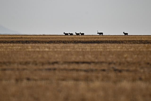(251211) -- RUOQIANG, Dec. 11, 2025 (Xinhua) -- Tibetan antelopes forage at the Altun Mountains National Nature Reserve in northwest China's Xinjiang Uygur Autonomous Region, Dec. 7, 2025. Winter is the mating season for Tibetan antelopes, which enjoy first-class state protection in China, and are mostly found in the Xizang Autonomous Region, Qinghai Province and the Xinjiang Uygur Autonomous Region. (Xinhua/Xin Yuewei)