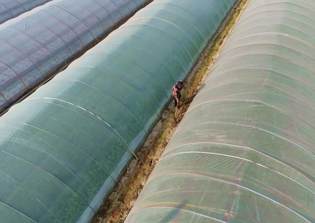 (251211) -- BEIJING, Dec. 11, 2025 (Xinhua) -- An aerial drone photo shows a villager reinforcing the vegetable greenhouses at a vegetable planting base in Xinye County of Nanyang City, central China's Henan Province, Dec. 10, 2025.
  The National Meteorological Center on Wednesday issued a blue alert for a cold wave and a separate blue alert for strong winds, forecasting a widespread drop in temperatures and the first large-scale snowfall this winter across northern China over the next few days. (Photo by Gao Song/Xinhua)