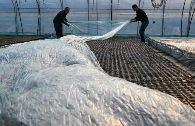 (251211) -- BEIJING, Dec. 11, 2025 (Xinhua) -- Villagers cover the newly sown seedling beds with plastic film to retain warmth in Xiayi County, Shangqiu City, central China's Henan Province, Dec. 11, 2025.
  The National Meteorological Center on Wednesday issued a blue alert for a cold wave and a separate blue alert for strong winds, forecasting a widespread drop in temperatures and the first large-scale snowfall this winter across northern China over the next few days. (Photo by Wang Gaochao/Xinhua)