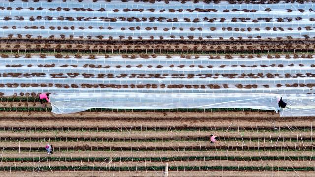 (251212) -- BEIJING, Dec. 12, 2025 (Xinhua) -- An aerial drone photo shows villagers covering film onto the seedlings in a field in Pingyi County of Linyi City, east China's Shandong Province, Dec. 11, 2025.
  The National Meteorological Center on Wednesday issued a blue alert for a cold wave and a separate blue alert for strong winds, forecasting a widespread drop in temperatures and the first large-scale snowfall this winter across northern China over the next few days. (Photo by Wu Jiquan/Xinhua)