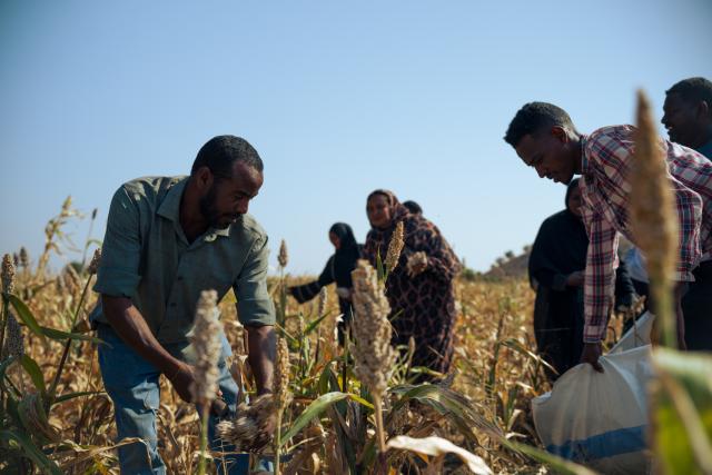 (251212) -- KASSALA, Dec. 12, 2025 (Xinhua) -- Farmers harvest sorghum in a sorghum field in the Wad Al-Hilu area in Kassala State in eastern Sudan, Dec. 12, 2025. As the sorghum harvest began in eastern Sudan's Kassala State, farmers in the Wad Al-Hilu area found rare cause for joy amid years of relentless conflict. (Photo by Tariq Ishaq Musa/Xinhua)