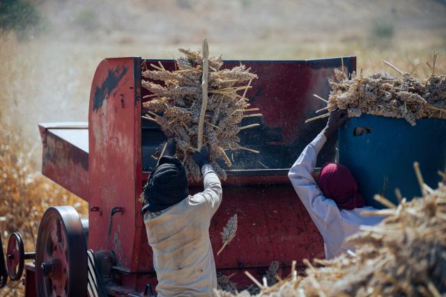 (251212) -- KASSALA, Dec. 12, 2025 (Xinhua) -- Farmers place sorghum into a harvester in a sorghum field in the Wad Al-Hilu area in Kassala State in eastern Sudan, Dec. 12, 2025. As the sorghum harvest began in eastern Sudan's Kassala State, farmers in the Wad Al-Hilu area found rare cause for joy amid years of relentless conflict. (Photo by Tariq Ishaq Musa/Xinhua)