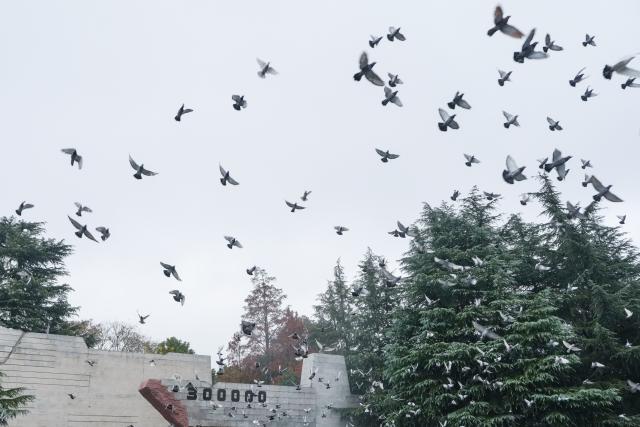 (251213) -- NANJING, Dec. 13, 2025 (Xinhua) -- Doves are released during a national memorial ceremony for the Nanjing Massacre victims held at the Memorial Hall of the Victims in Nanjing Massacre by Japanese Invaders in Nanjing, capital of east China's Jiangsu Province, Dec. 13, 2025. The 12th national memorial day was observed in Nanjing on Saturday to honor about 300,000 victims killed by Japanese troops during the Nanjing Massacre, in a year that marks the 80th anniversary of the end of World War II (WWII). (Xinhua/Li Bo)