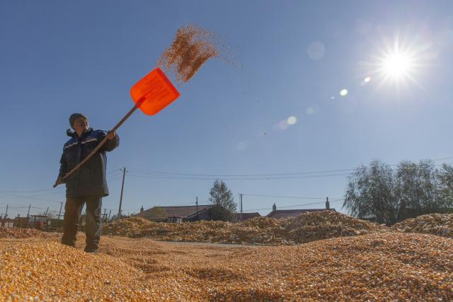 (251213) -- HARBIN, Dec. 13, 2025 (Xinhua) -- A farmer airs corn kernels in Dayushu Town of Jiamusi City, northeast China's Heilongjiang Province, Oct. 23, 2025. Heilongjiang Province, a major grain producer in northeast China, saw its 22nd bumper harvest with a record-breaking grain output reaching 82 million tonnes this year, data from the National Bureau of Statistics (NBS) showed on Friday.
   After surpassing 80 million tonnes in total grain production in 2024, Heilongjiang has once again topped the record this year, marking its 16th straight year as the top grain-producing region in China, according to the provincial agriculture and rural affairs department. (Photo by Geng Xiqing/Xinhua)