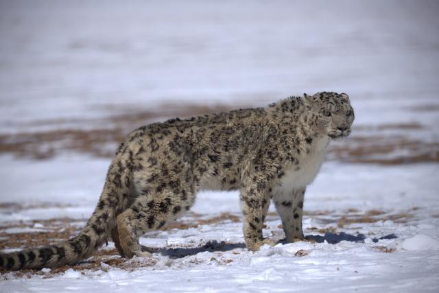 (251213) -- LHASA, Dec. 13, 2025 (Xinhua) -- This photo taken on March 24, 2025 shows a snow leopard pictured at the Changtang National Nature Reserve, southwest China's Xizang Autonomous Region. Located in the northern part of Xizang with an average altitude exceeding 4,500 meters, the Changtang National Nature Reserve is home to over 30 kinds of wild animals listed on China's national-level protection catalogue, including Tibetan antelopes and wild yaks. (Xinhua/Jiang Fan)