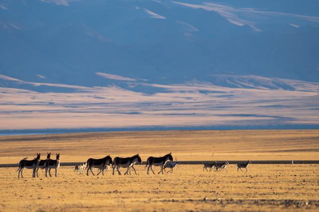 (251213) -- LHASA, Dec. 13, 2025 (Xinhua) -- This photo taken on Dec. 3, 2025 shows kiangs (Equus kiang) and Tibetan antelopes pictured at the Changtang National Nature Reserve, southwest China's Xizang Autonomous Region. Located in the northern part of Xizang with an average altitude exceeding 4,500 meters, the Changtang National Nature Reserve is home to over 30 kinds of wild animals listed on China's national-level protection catalogue, including Tibetan antelopes and wild yaks. (Xinhua/Guo Yu)