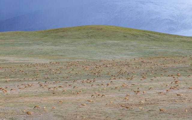 (251213) -- LHASA, Dec. 13, 2025 (Xinhua) -- A drone photo taken on July 14, 2025 shows Tibetan antelopes pictured at the Changtang National Nature Reserve, southwest China's Xizang Autonomous Region. Located in the northern part of Xizang with an average altitude exceeding 4,500 meters, the Changtang National Nature Reserve is home to over 30 kinds of wild animals listed on China's national-level protection catalogue, including Tibetan antelopes and wild yaks. (Xinhua/Jiang Fan)