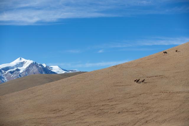 (251213) -- LHASA, Dec. 13, 2025 (Xinhua) -- This photo taken on Nov. 30, 2025 shows kiangs (Equus kiang) pictured at the Changtang National Nature Reserve, southwest China's Xizang Autonomous Region. Located in the northern part of Xizang with an average altitude exceeding 4,500 meters, the Changtang National Nature Reserve is home to over 30 kinds of wild animals listed on China's national-level protection catalogue, including Tibetan antelopes and wild yaks. (Xinhua/Guo Yu)