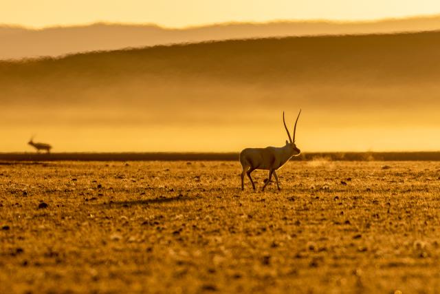 (251213) -- LHASA, Dec. 13, 2025 (Xinhua) -- This photo taken on Dec. 4, 2025 shows a Tibetan antelope pictured at the Changtang National Nature Reserve, southwest China's Xizang Autonomous Region. Located in the northern part of Xizang with an average altitude exceeding 4,500 meters, the Changtang National Nature Reserve is home to over 30 kinds of wild animals listed on China's national-level protection catalogue, including Tibetan antelopes and wild yaks. (Xinhua/Jiang Fan)