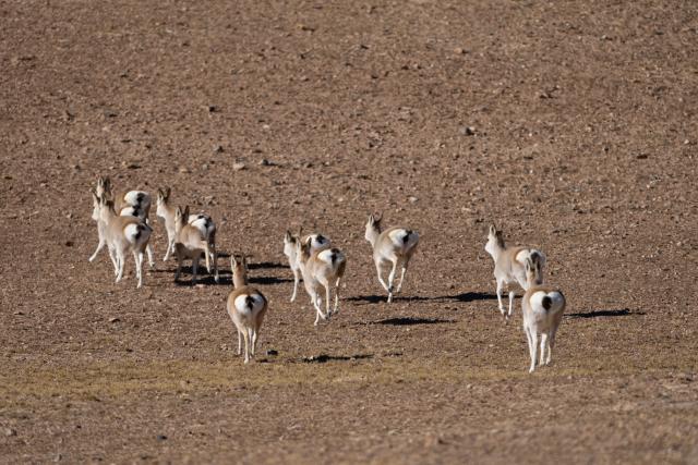 (251213) -- LHASA, Dec. 13, 2025 (Xinhua) -- This photo taken on Dec. 2, 2025 shows Tibetan gazelles pictured at the Changtang National Nature Reserve, southwest China's Xizang Autonomous Region. Located in the northern part of Xizang with an average altitude exceeding 4,500 meters, the Changtang National Nature Reserve is home to over 30 kinds of wild animals listed on China's national-level protection catalogue, including Tibetan antelopes and wild yaks. (Xinhua/Guo Yu)