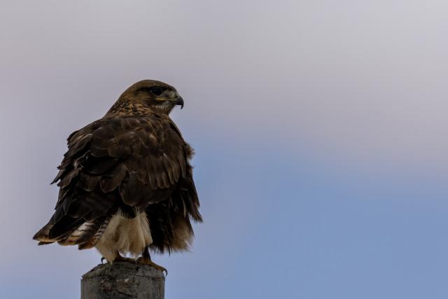 (251213) -- LHASA, Dec. 13, 2025 (Xinhua) -- This photo taken on June 6, 2025 shows an upland buzzard pictured at the Changtang National Nature Reserve, southwest China's Xizang Autonomous Region. Located in the northern part of Xizang with an average altitude exceeding 4,500 meters, the Changtang National Nature Reserve is home to over 30 kinds of wild animals listed on China's national-level protection catalogue, including Tibetan antelopes and wild yaks. (Xinhua/Jiang Fan)