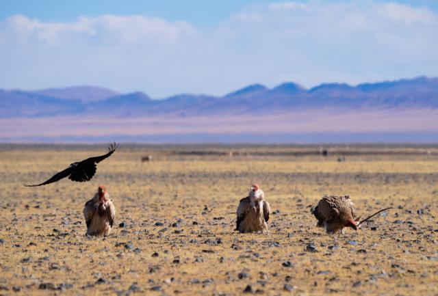 (251213) -- LHASA, Dec. 13, 2025 (Xinhua) -- This photo taken on Dec. 4, 2025 shows Himalayan vultures pictured at the Changtang National Nature Reserve, southwest China's Xizang Autonomous Region. Located in the northern part of Xizang with an average altitude exceeding 4,500 meters, the Changtang National Nature Reserve is home to over 30 kinds of wild animals listed on China's national-level protection catalogue, including Tibetan antelopes and wild yaks. (Xinhua/Guo Yu)