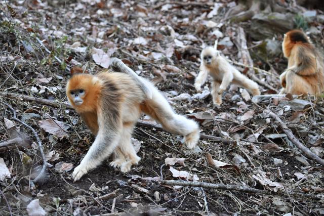 (251213) -- ZHOUZHI, Dec. 13, 2025 (Xinhua) -- Golden snub-nosed monkeys are pictured at the Zhouzhi National Nature Reserve in northwest China's Shaanxi Province, Dec. 11, 2025. Spanning the northern and southern slopes of the Qinling Mountains, the Zhouzhi National Nature Reserve is dedicated to protecting golden snub-nosed monkeys and other rare wildlife as well as their habitats.
  In recent years, the reserve has implemented multiple ecological restoration projects, leading to a steady increase in wildlife populations within the region. The population of golden snub-nosed monkeys here has expanded from over 1,200 to around 2,000. (Xinhua/Shao Rui)