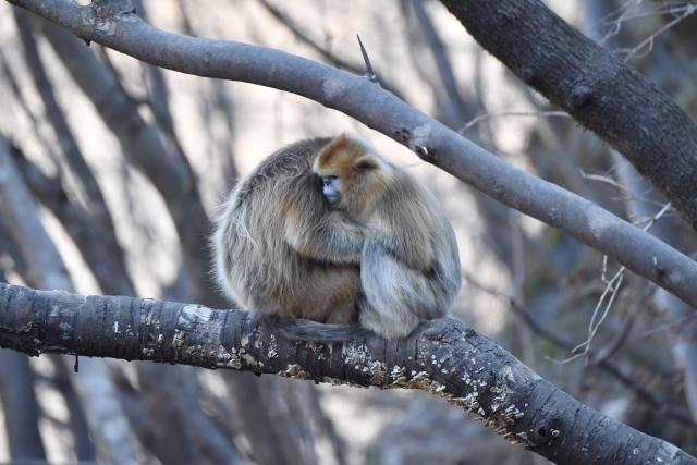 (251213) -- ZHOUZHI, Dec. 13, 2025 (Xinhua) -- Golden snub-nosed monkeys are pictured at the Zhouzhi National Nature Reserve in northwest China's Shaanxi Province, Dec. 11, 2025. Spanning the northern and southern slopes of the Qinling Mountains, the Zhouzhi National Nature Reserve is dedicated to protecting golden snub-nosed monkeys and other rare wildlife as well as their habitats.
  In recent years, the reserve has implemented multiple ecological restoration projects, leading to a steady increase in wildlife populations within the region. The population of golden snub-nosed monkeys here has expanded from over 1,200 to around 2,000. (Xinhua/Shao Rui)